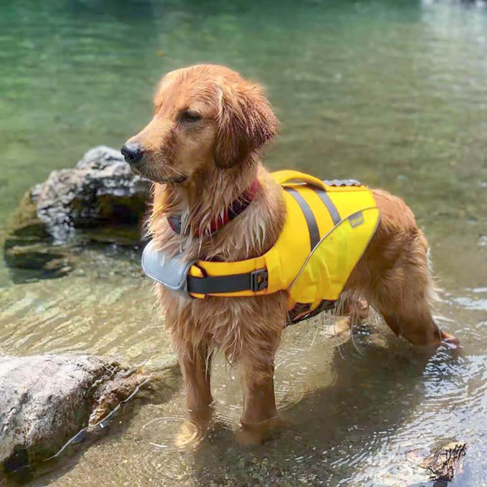 	
dog life vest nearby