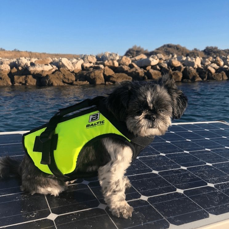 	
where to buy dog life vest