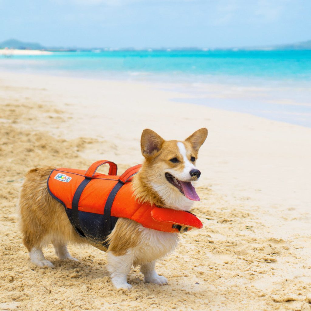 dog life jacket