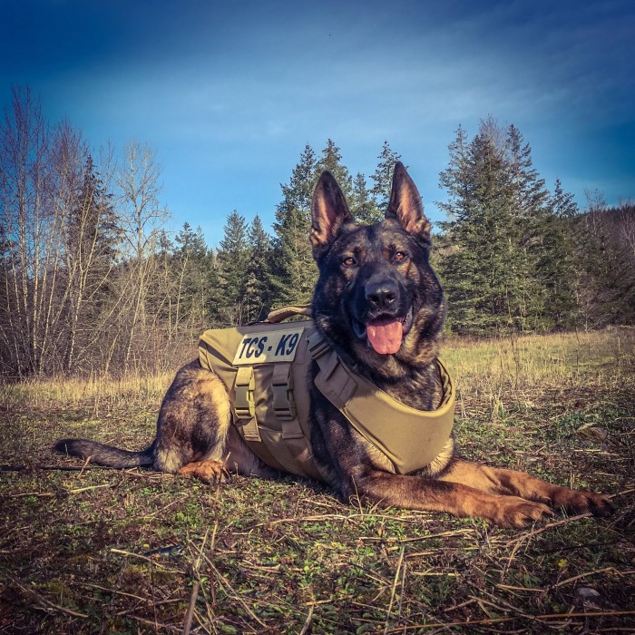 bulletproof dog vest