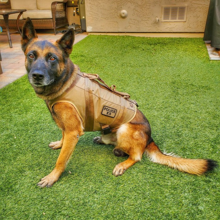 bulletproof dog vest