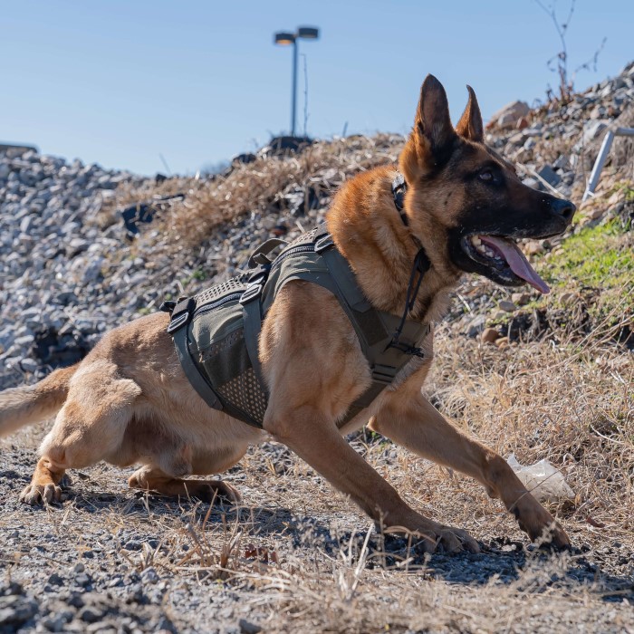 bulletproof dog vest