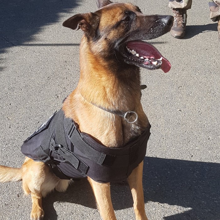 bulletproof dog vest