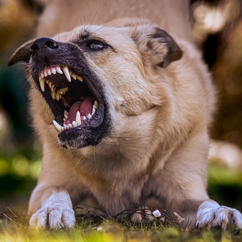 Does Pepper Spray Work on Dogs? Expert Insights for Safety插图 does pepper spray work on dogs