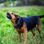 does pepper spray work on dogs