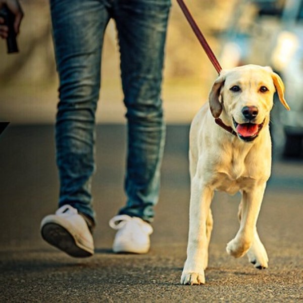 will pepper spray stop a dog