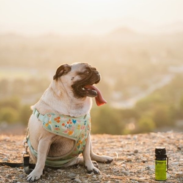 will pepper spray stop a dog