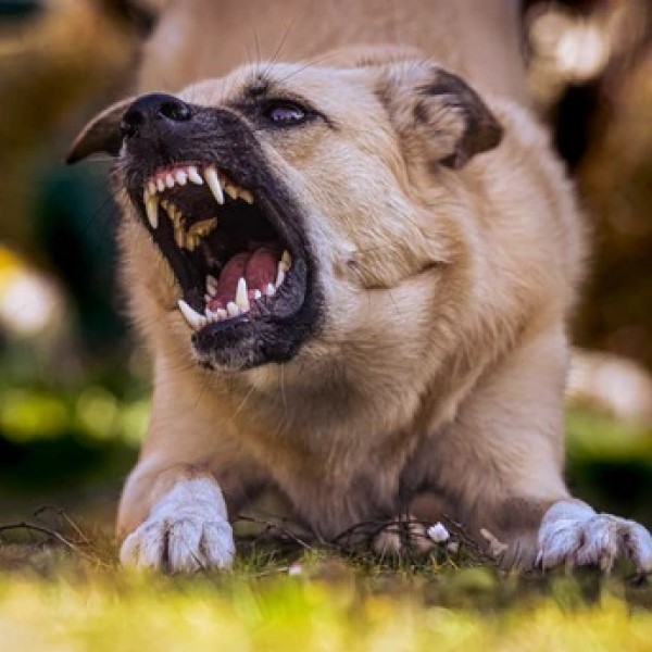 will pepper spray stop a dog