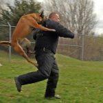 will pepper spray stop a dog