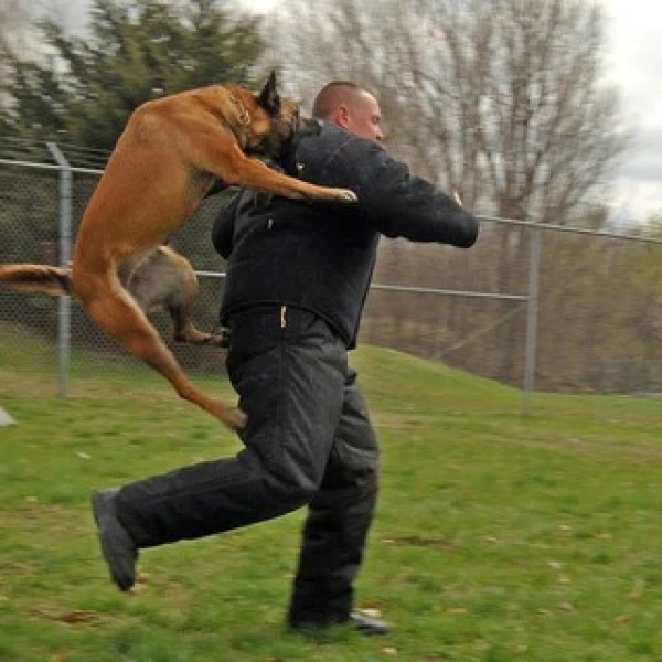 will pepper spray stop a dog