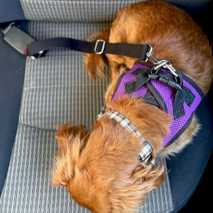 dog seat belt