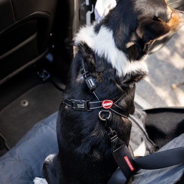 dog seat belt