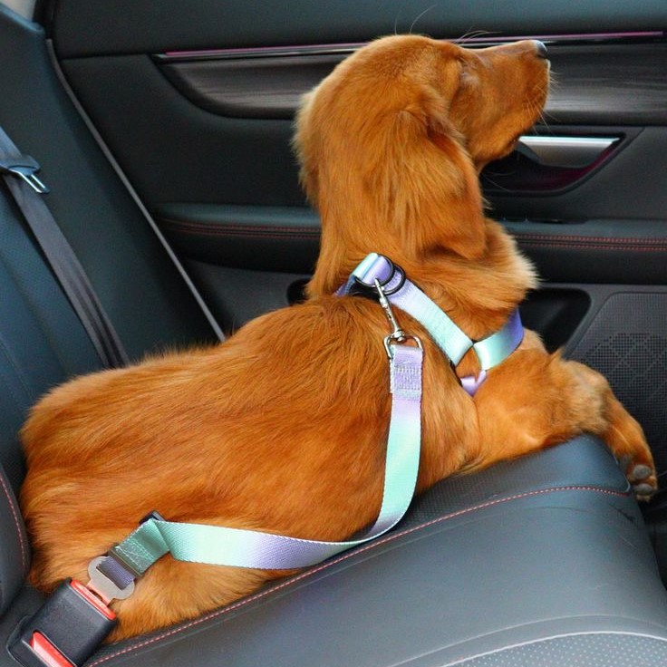 dog seat belt