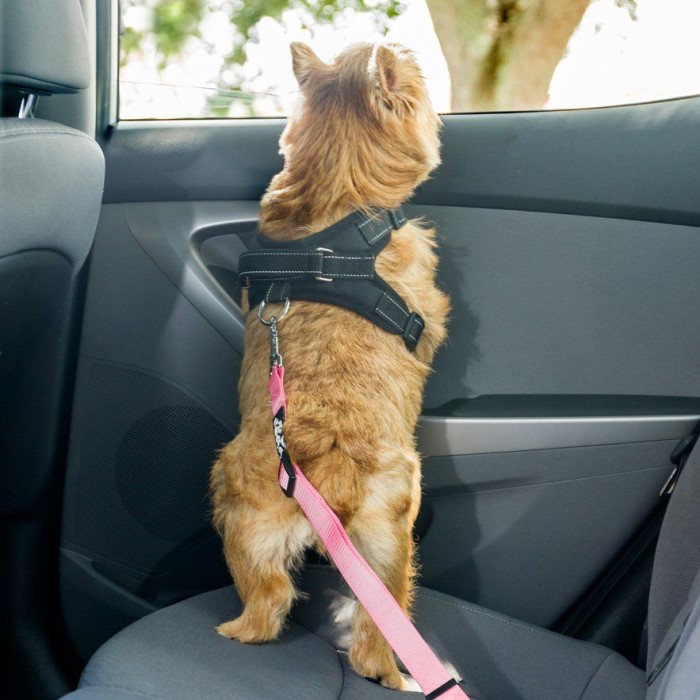 dog seat belt