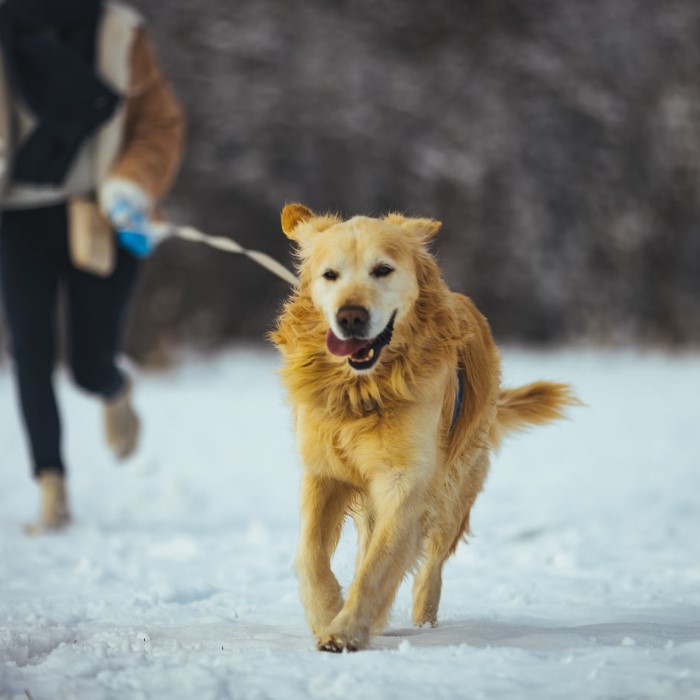 signs of frostbite in dogs