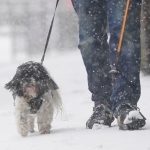 signs of frostbite in dogs