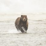 how fast can a grizzly bear run
