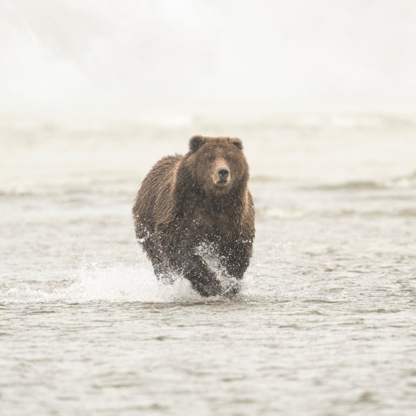 how fast can a grizzly bear run