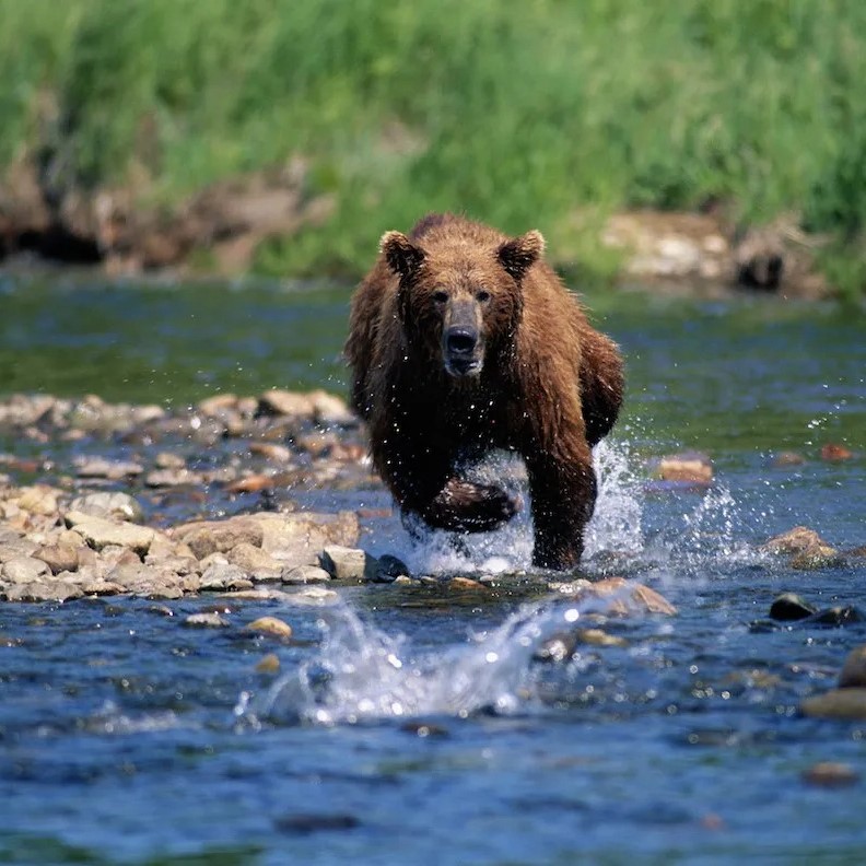how fast can a grizzly bear run