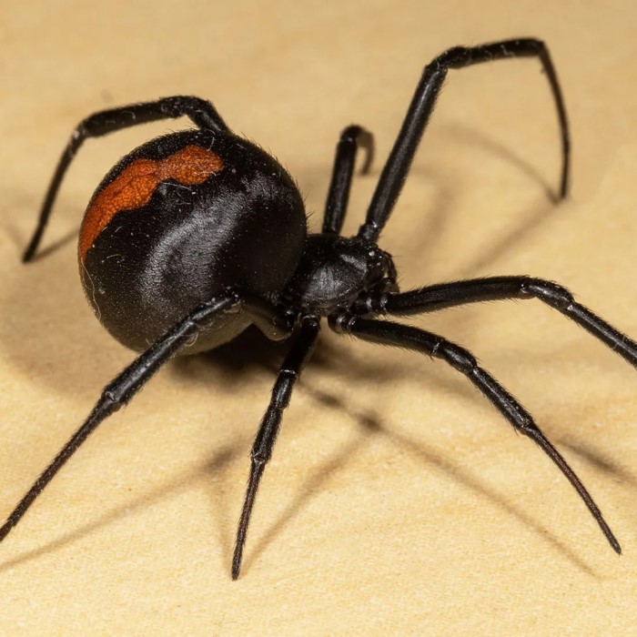 what is the most dangerous spider in the world