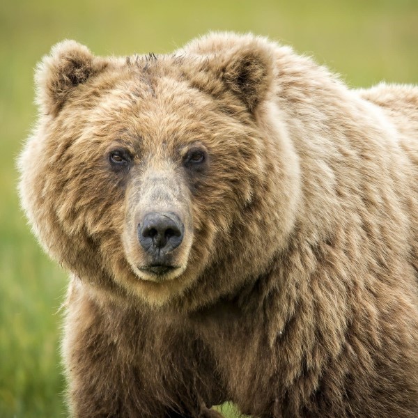 how fast can a grizzly bear run