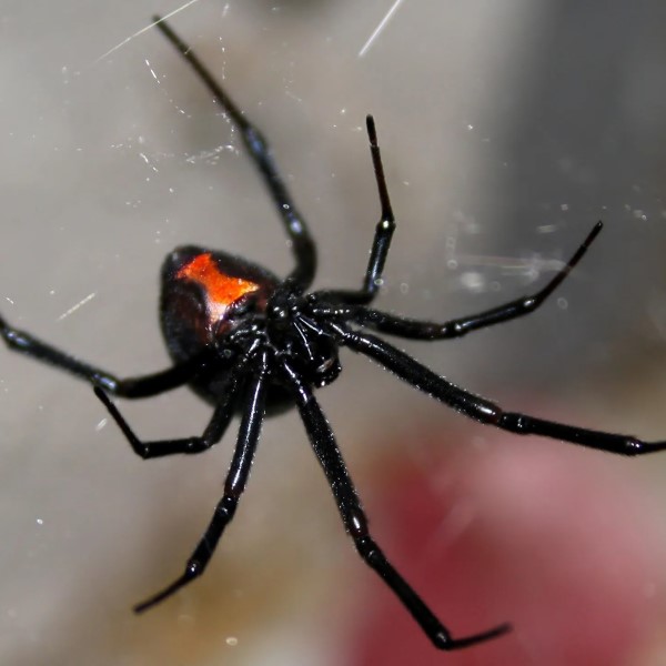 what is the most dangerous spider in the world