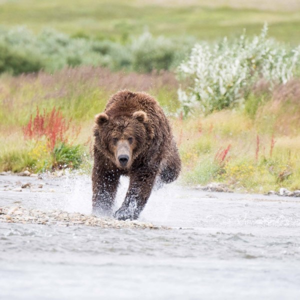 how fast can a grizzly bear run
