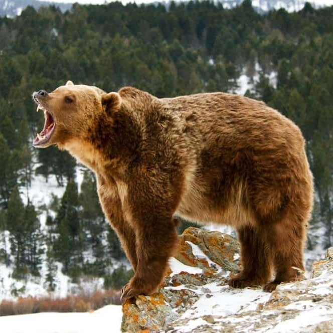 how fast can a grizzly bear run