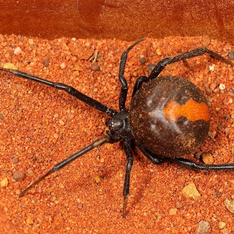 what is the most dangerous spider in the world