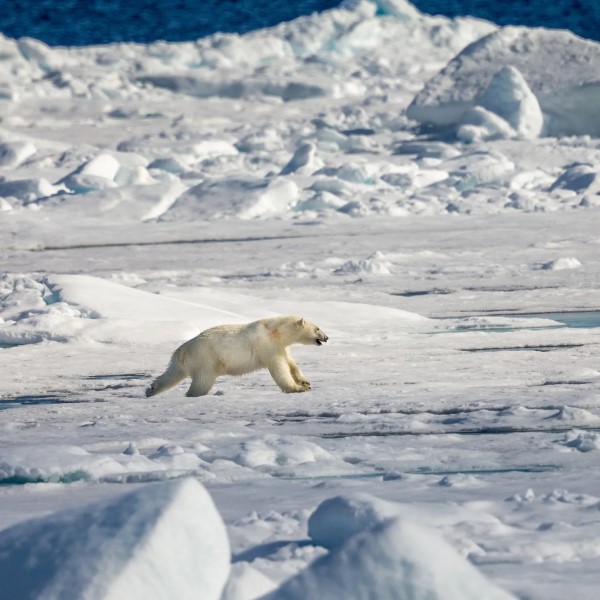 how fast can a polar bear run