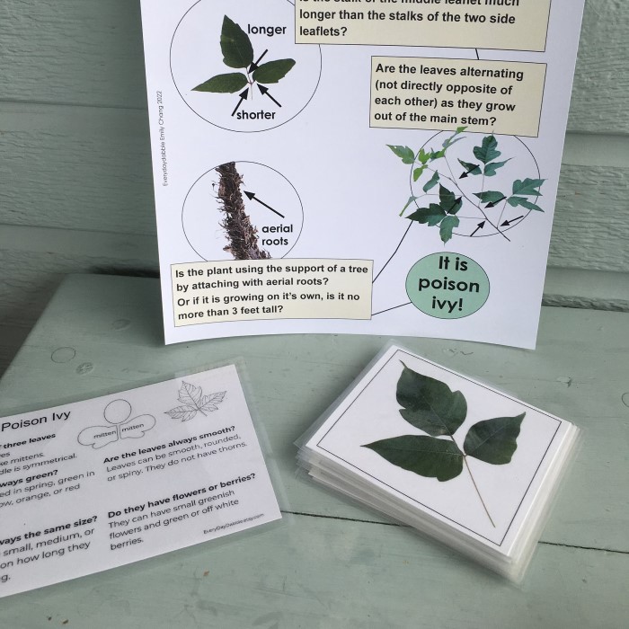 poison ivy identification