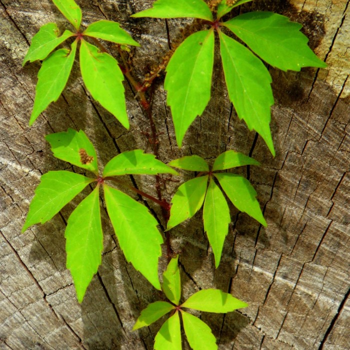 poison ivy identification