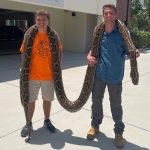 how big do burmese pythons get