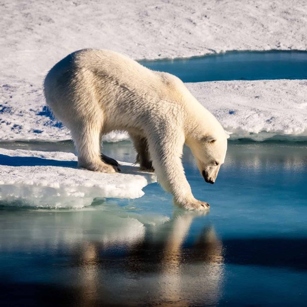 how fast can a polar bear run
