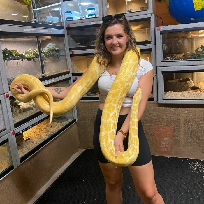 how big do burmese pythons get