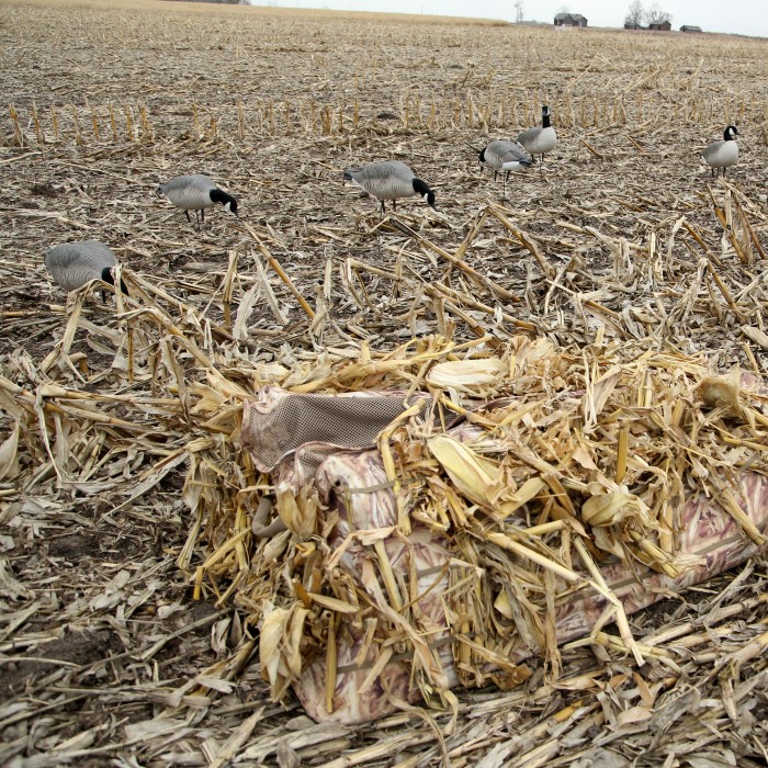 goose layout blind