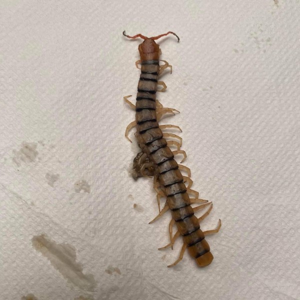 centipede bite