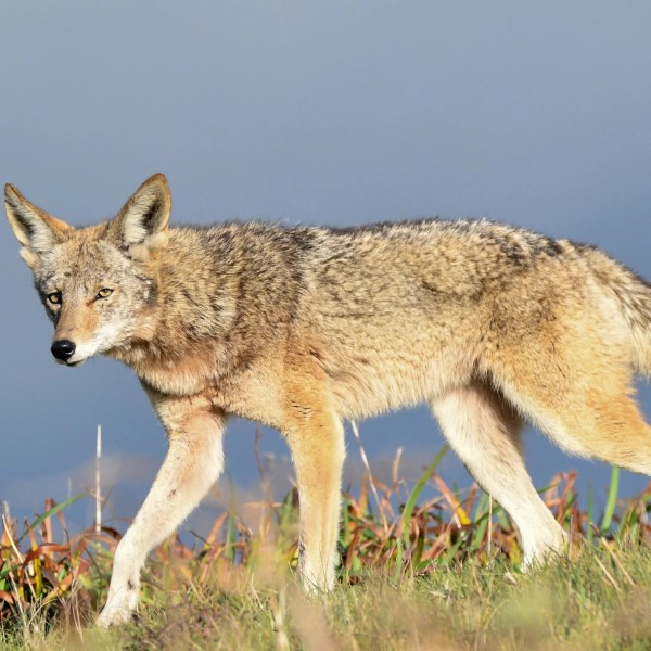 coyote attack human