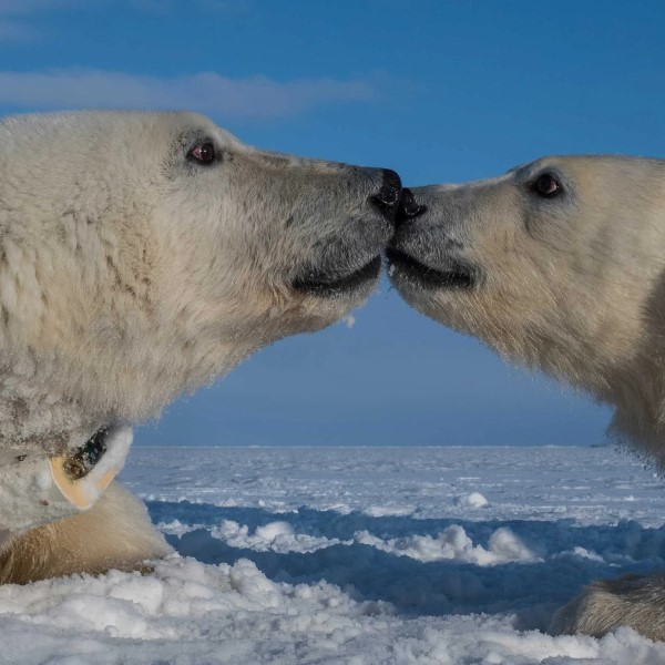 how fast can a polar bear run