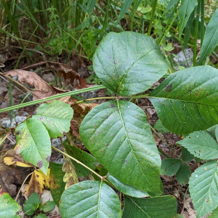 poison ivy identification