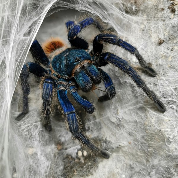 what is the most dangerous spider in the world