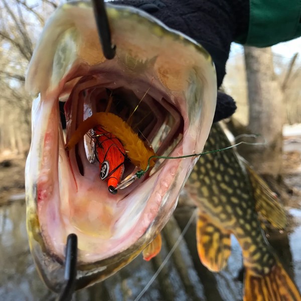 pike bite injury