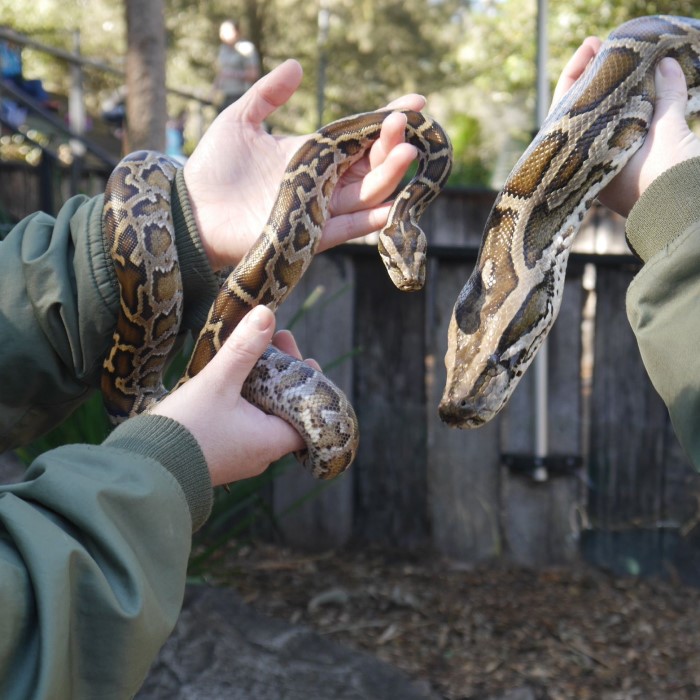 how big do burmese pythons get