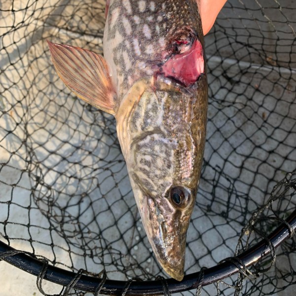 pike bite injury