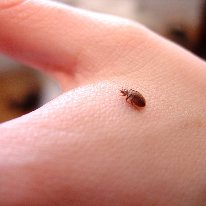 what does a bed bug bite look like