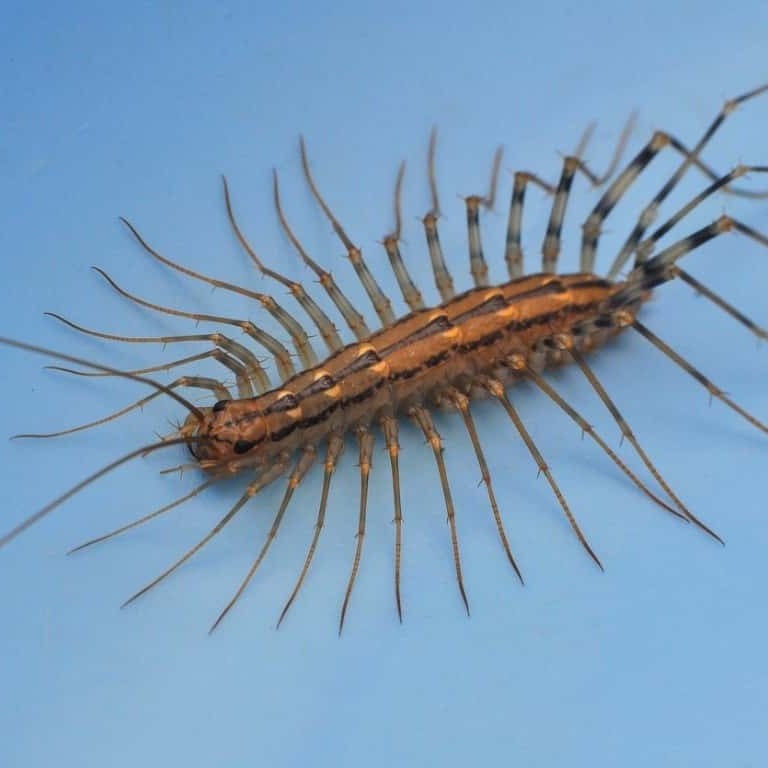 centipede bite