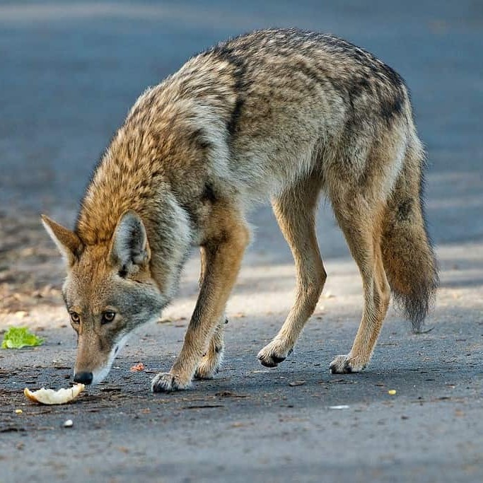 coyote attack human