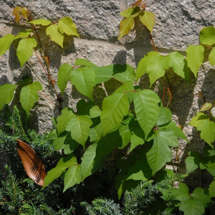 poison ivy identification