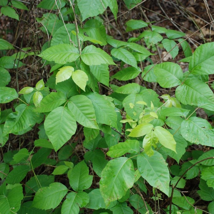 poison ivy identification
