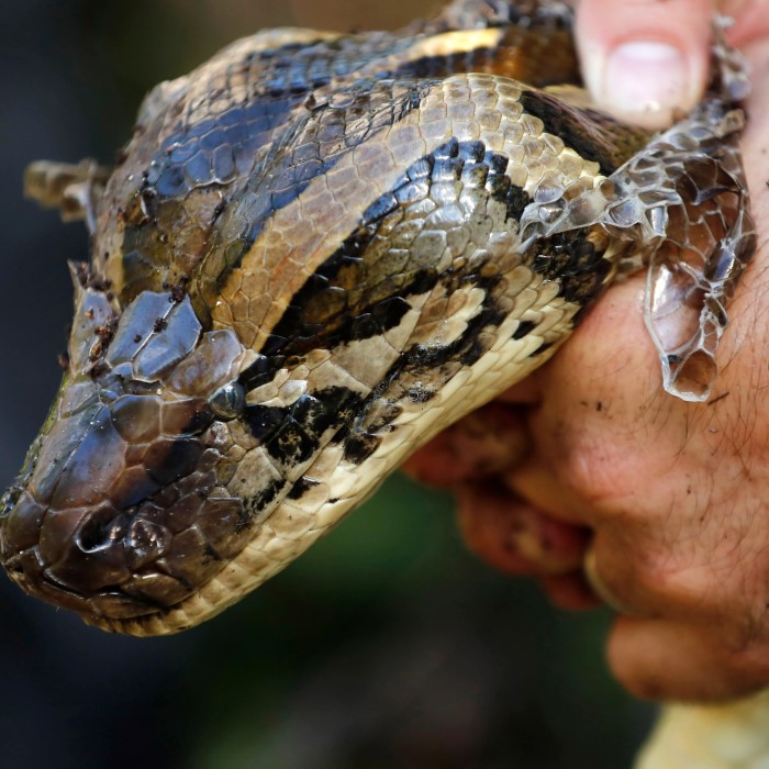 how big do burmese pythons get